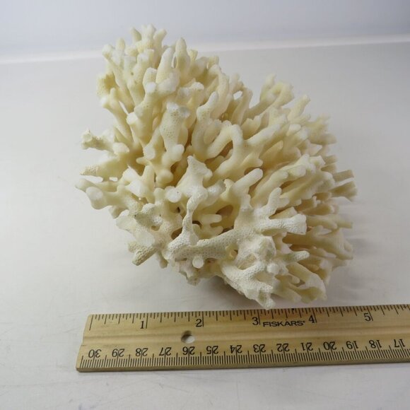 Birds Nest Coral REAL Vintage4x6.5x6.5 White - Picture 7 of 9
